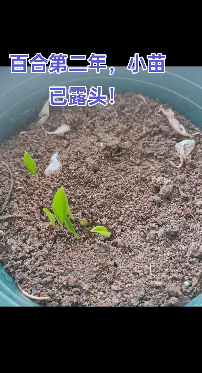 百合开败了以后怎么处理