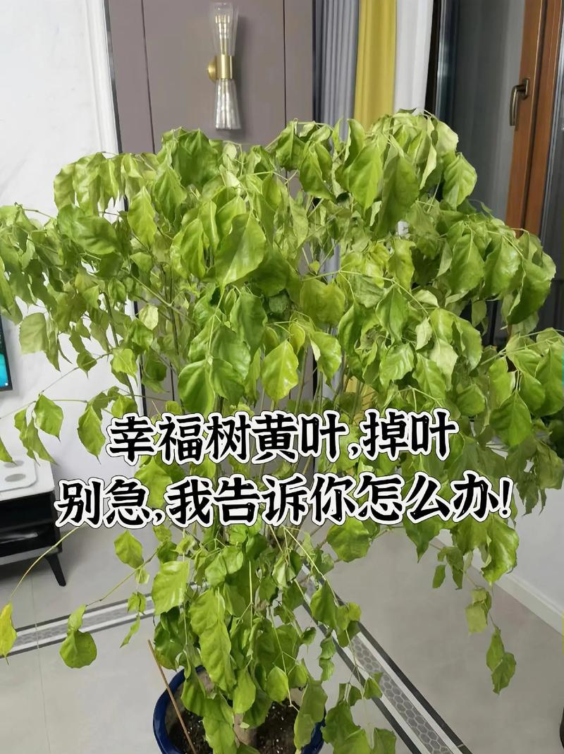 如何通过叶子判断花卉缺什么肥