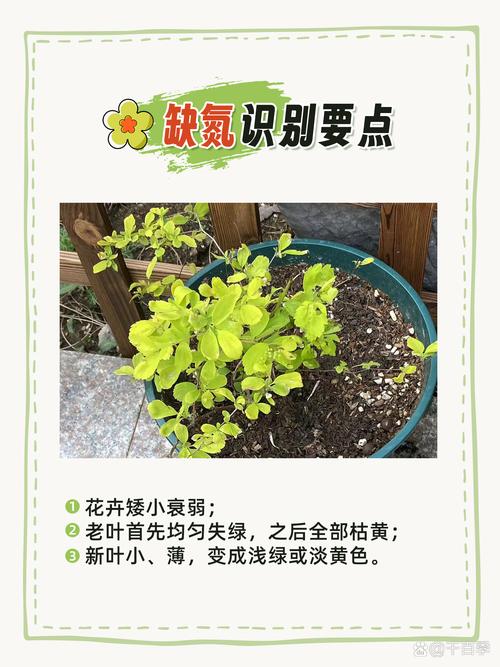 如何判断花草,什么时期该施什么肥