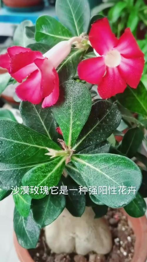 如何判断你的花该施什么肥