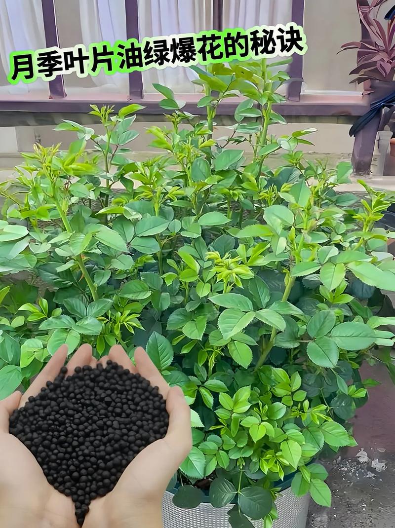 养花需要施肥吗?怎样分辨自己应该用哪种肥?