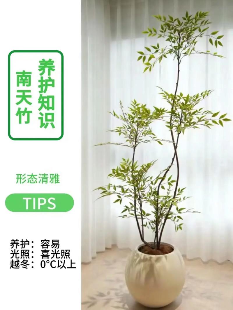 南天竹可以放在室内吗,可以能够改善空气质量