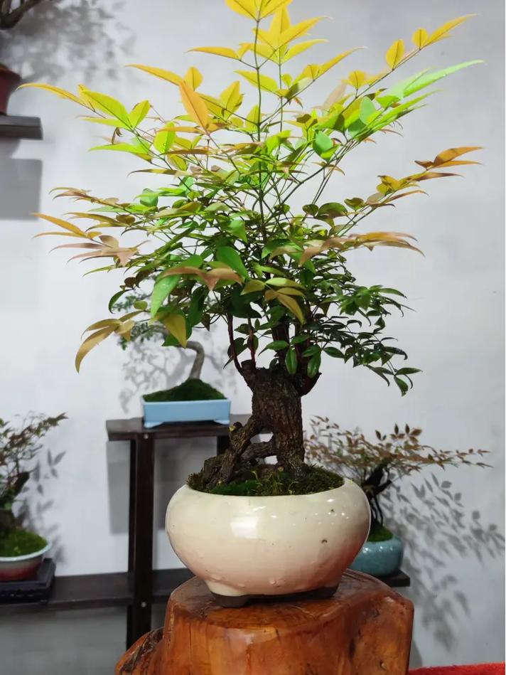南天竹可以放在室内养吗
