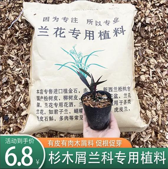 木屑也可以养花