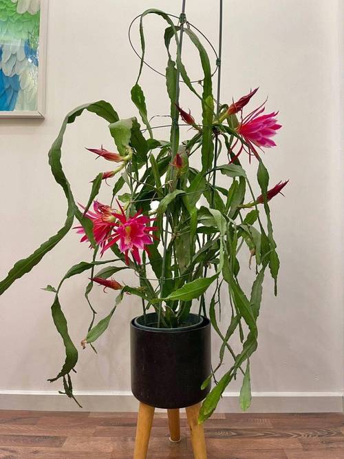 为什么令箭荷花光长侧芽不开花