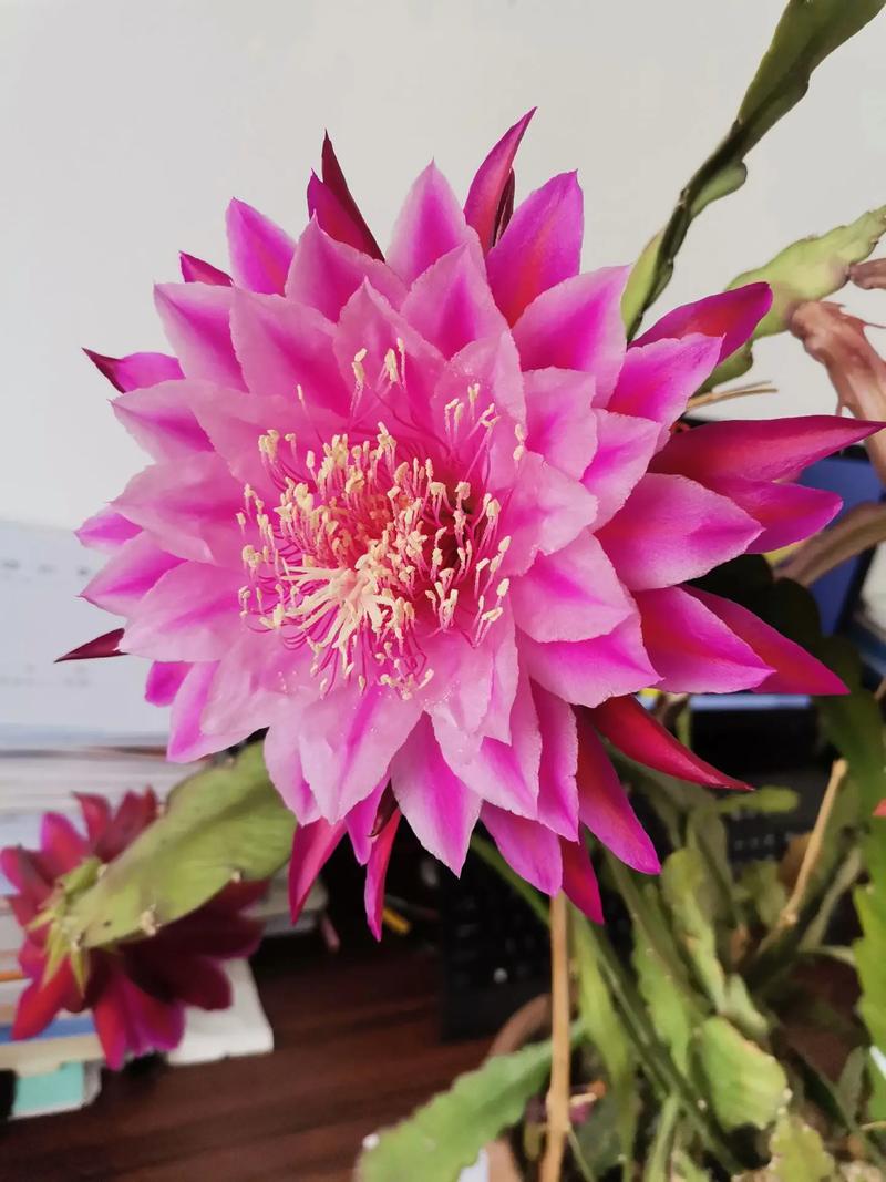 令剑花不喜欢开花的原因是什么?