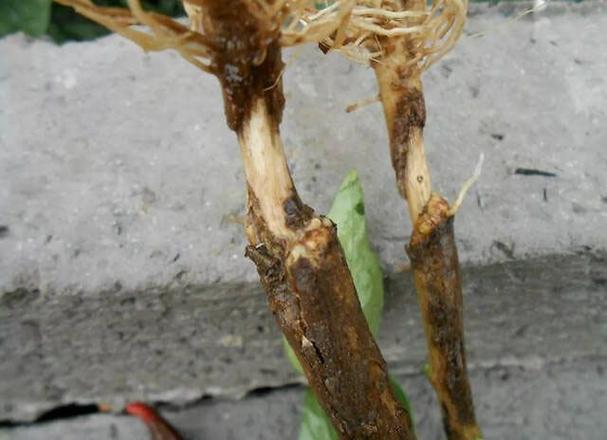 春驹烂根如何解决