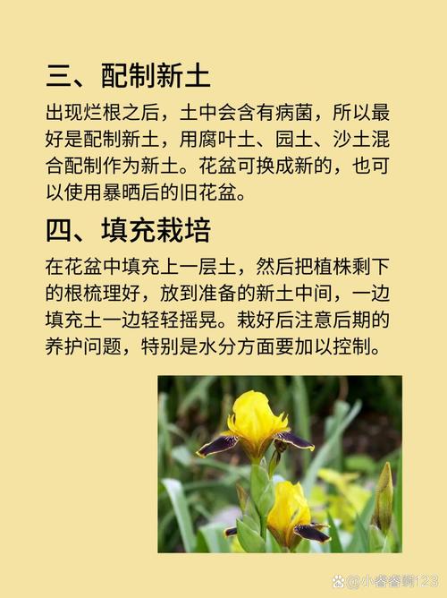 春驹烂根该如何解决呢?