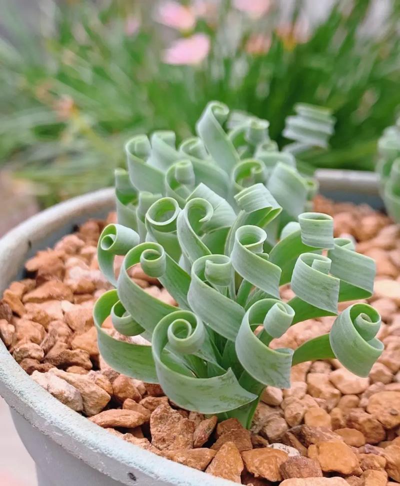 弹簧草有哪些品种