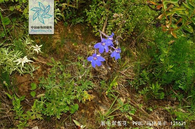 展毛翠雀花功效用法