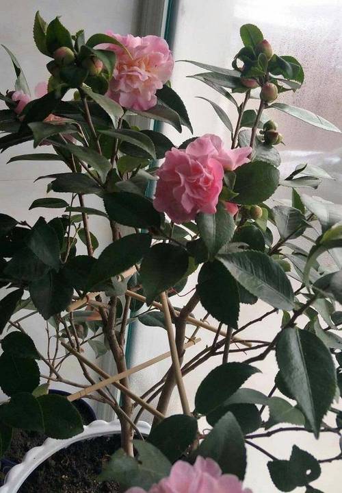 家里为什么不能养茶花,家里养茶花对主人好吗