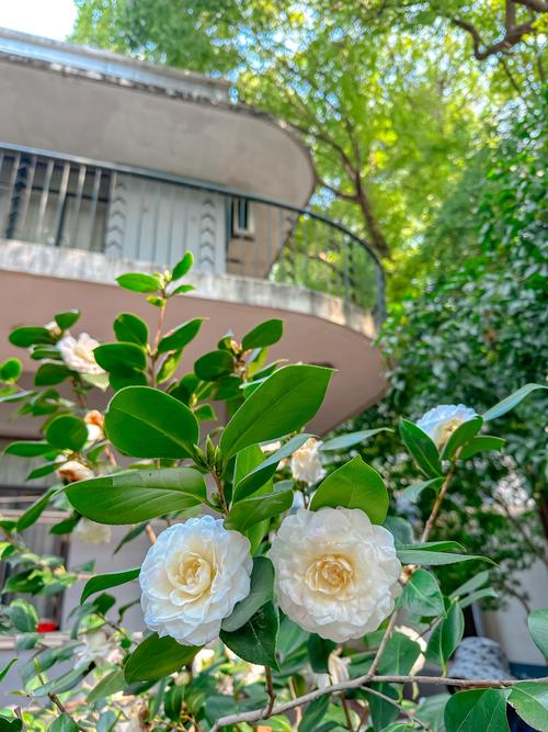 家里为什么不能养茶花