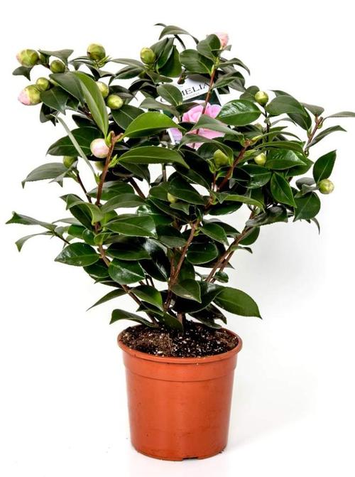 家里可以养茶花吗