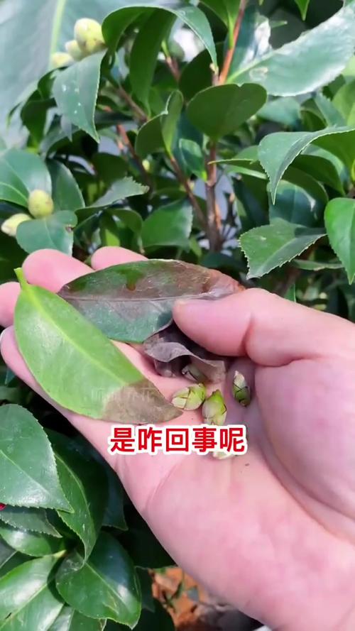 家里为什么不能养茶花,茶花的寓意是什么