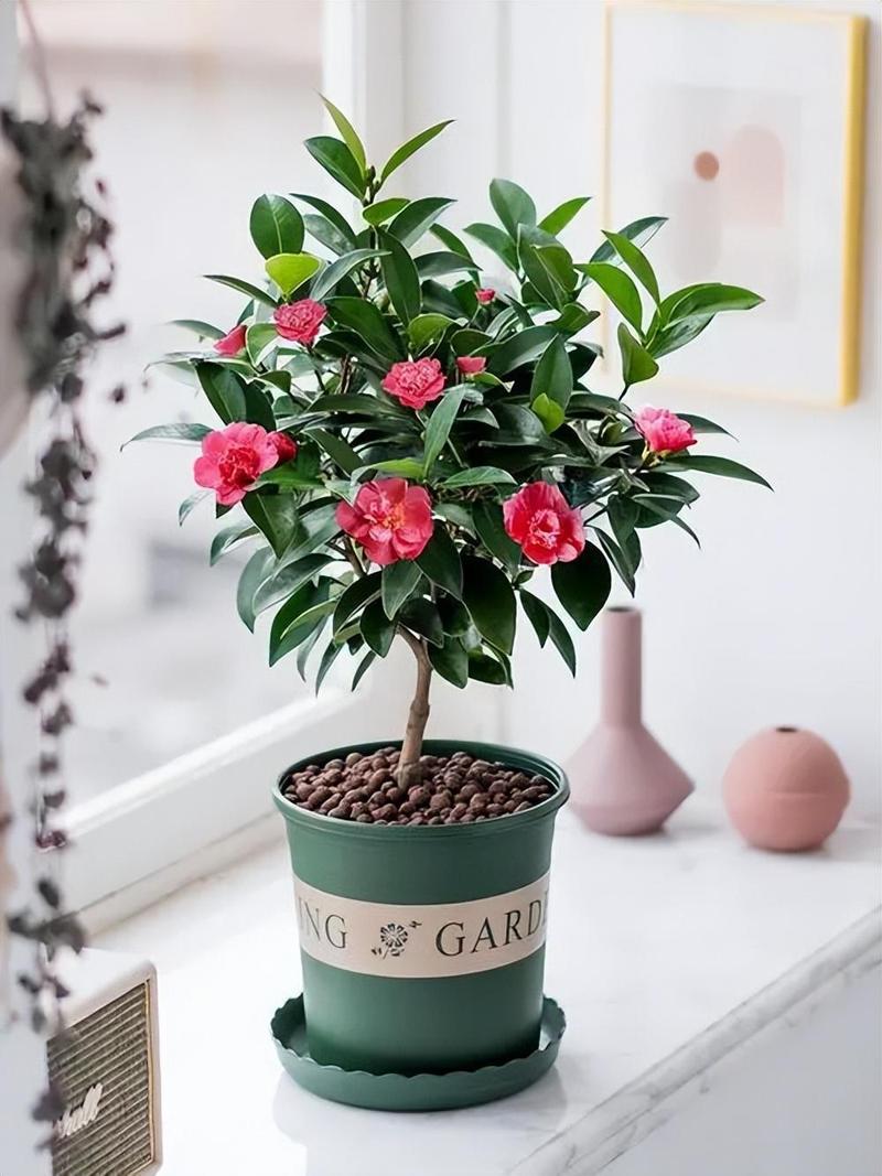 茶花能不能放在家里养
