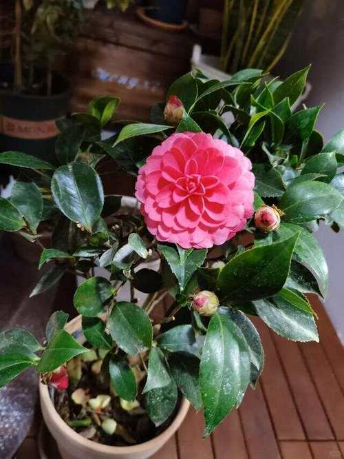 茶花不能乱栽的原因