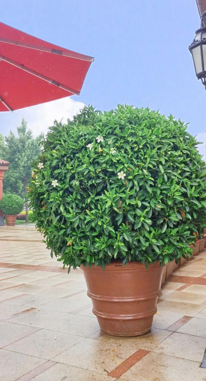 非洲茉莉开花吗?