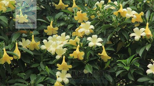 非洲茉莉开花吗