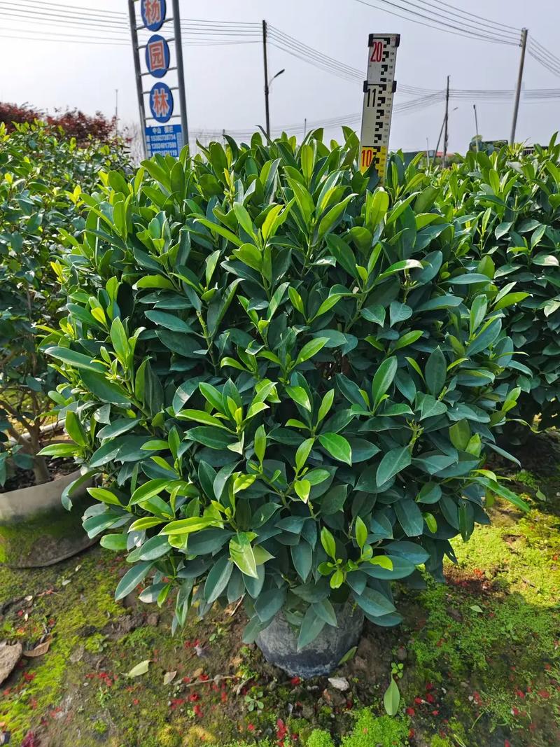 非洲茉莉开花吗?非洲茉莉的花期是几月份