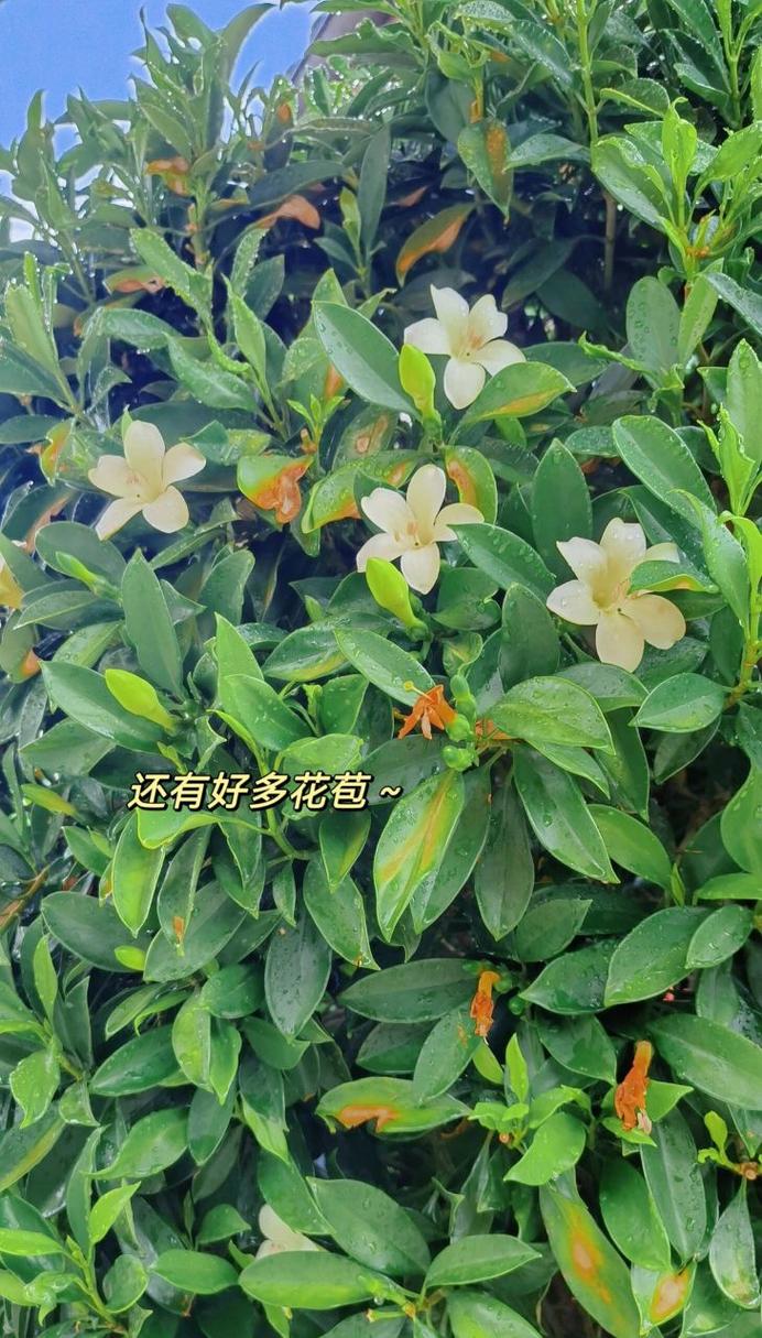 非洲茉莉几年开花一次,非洲茉莉什么时候开花