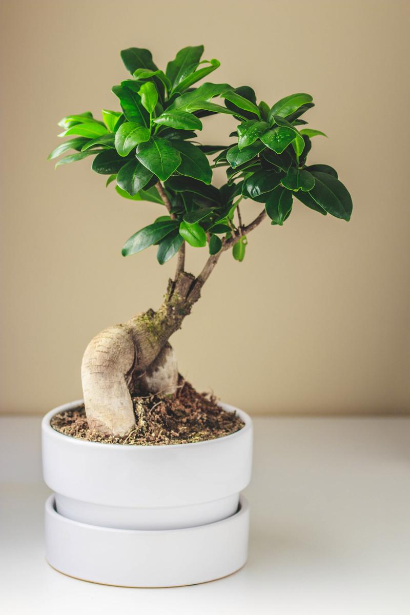 非洲茉莉为什么不开花