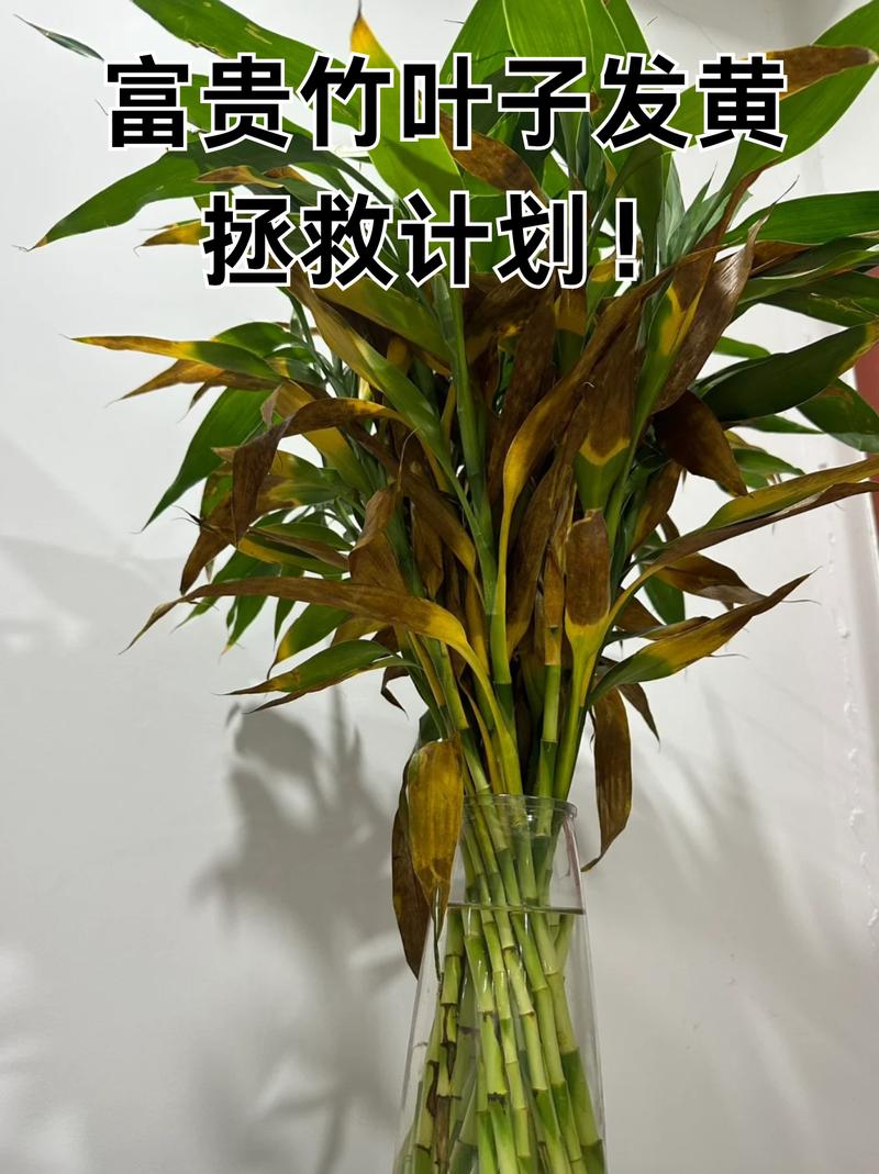 富贵竹为什么黄叶