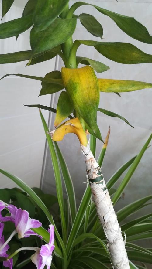 富贵竹黄叶的原因和处理办法