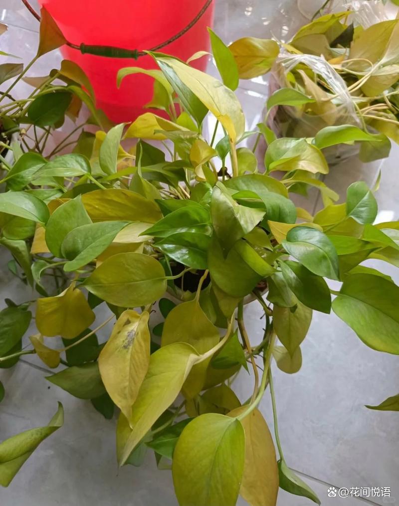 绿萝黄叶的原因和处理办法，绿萝黄叶什么原因?怎么办?？