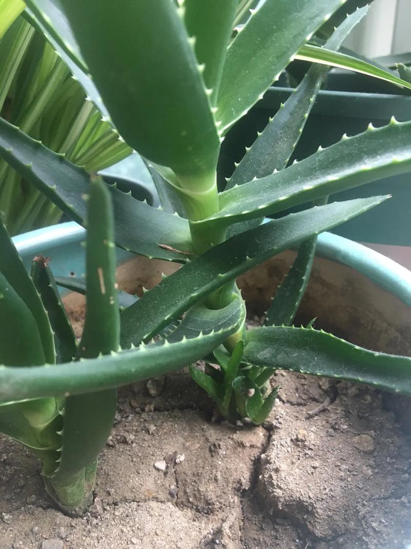 芦荟的盆栽养殖方法是什么?