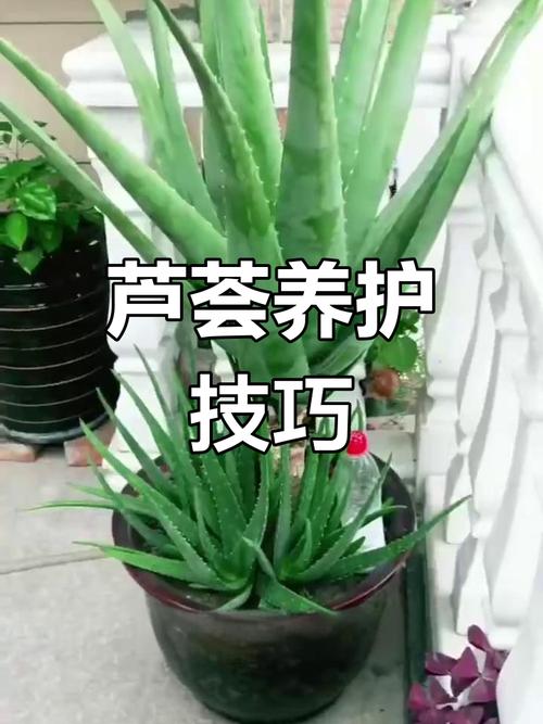 芦荟的养殖方法和注意事项