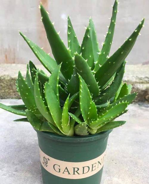 芦荟的养殖方法和浇水