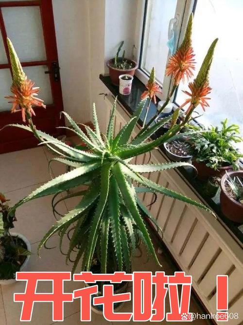 芦荟养殖方法和注意事项