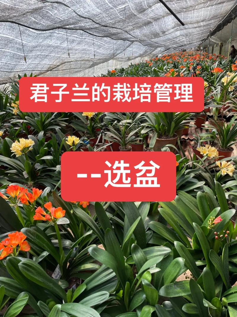 如何挑选才能买到好的君子兰?