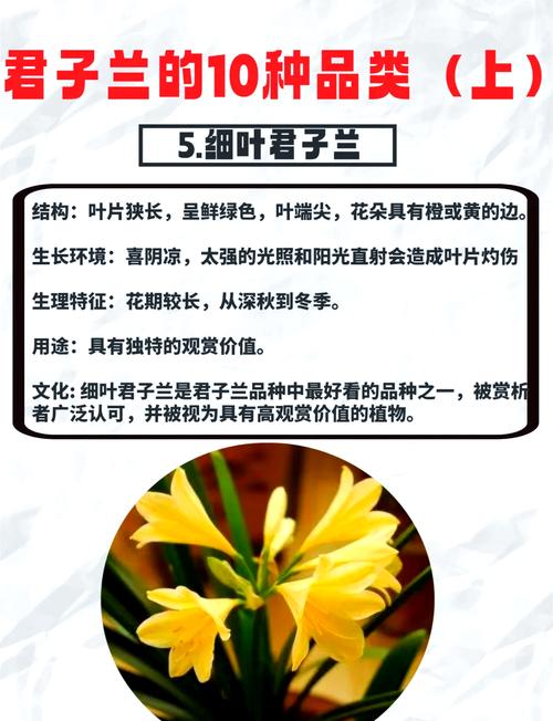 这君子兰是什么品种,值多少钱啊?