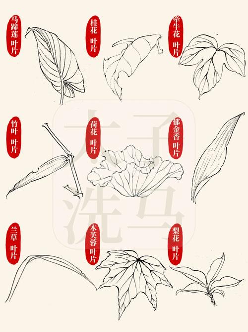 马蹄莲常见病虫害及其解决方法