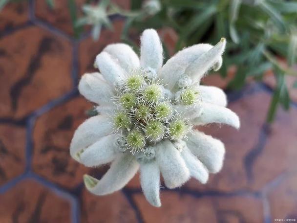 雪绒花是什么花,有什么功效