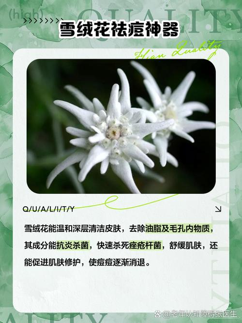 雪绒花在美容领域的应用