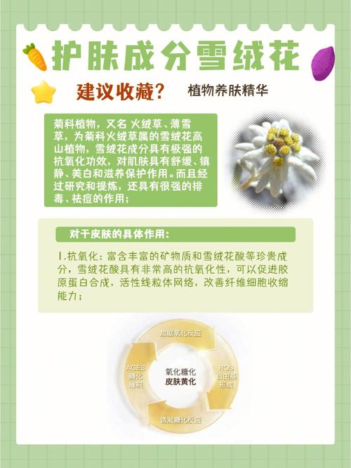 雪绒花是一种什么花有什么功效?