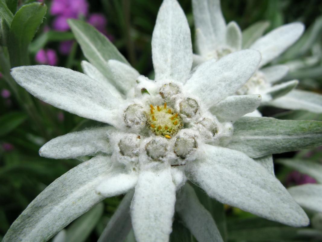 雪绒花是什么花
