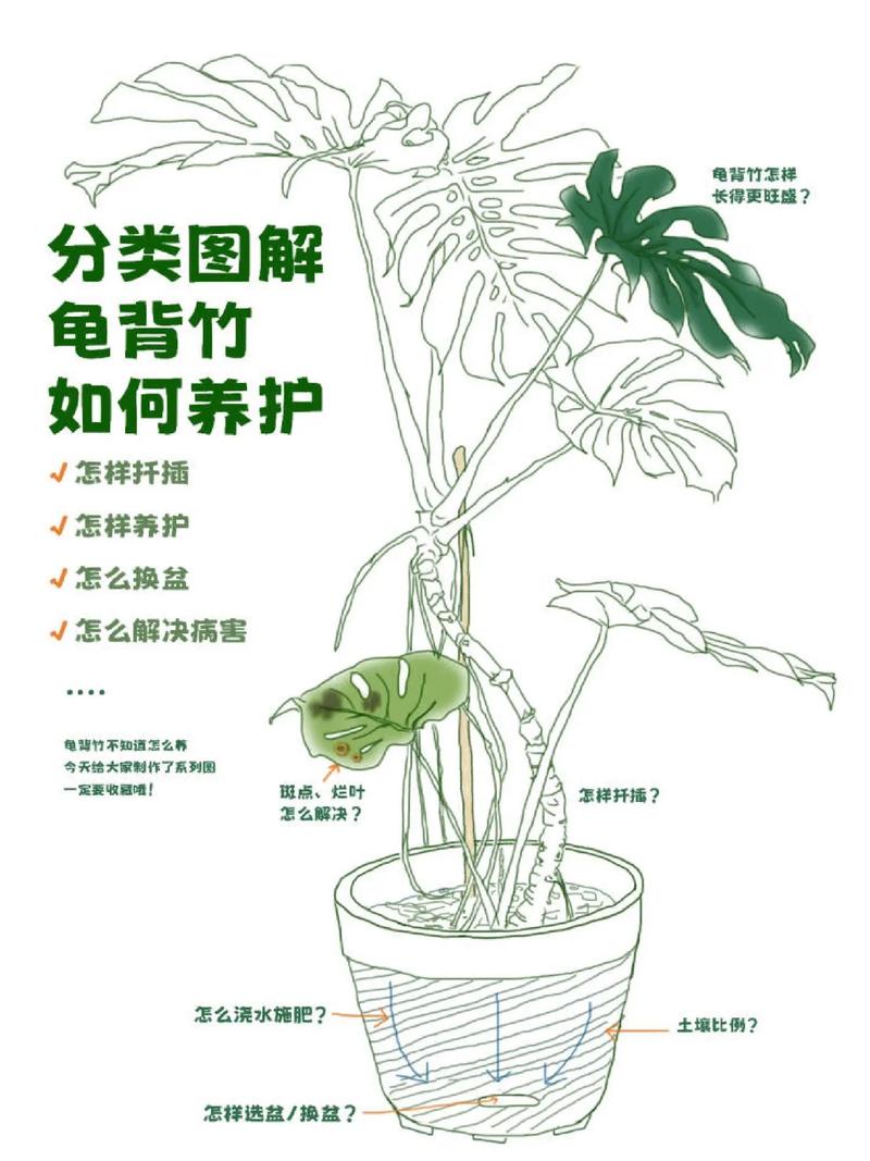 龟背竹的繁殖方法