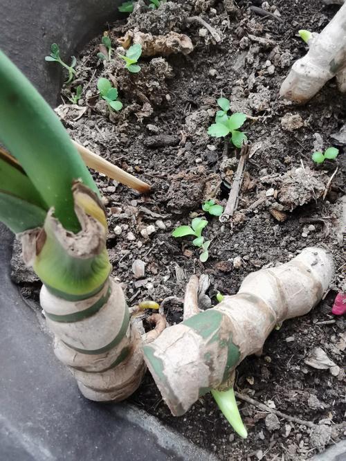 龟背竹怎样繁殖?