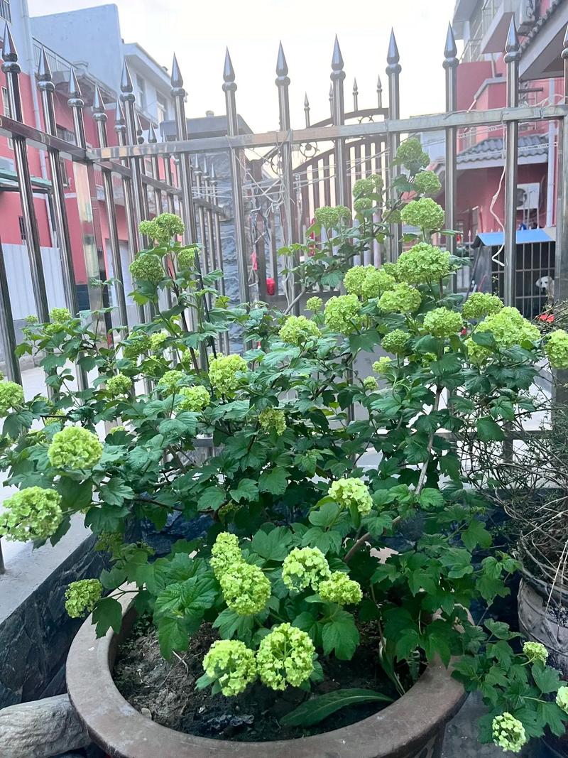 风信子绣球花哪个好看