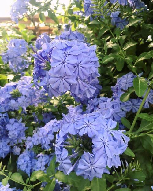 有哪些蓝色的花