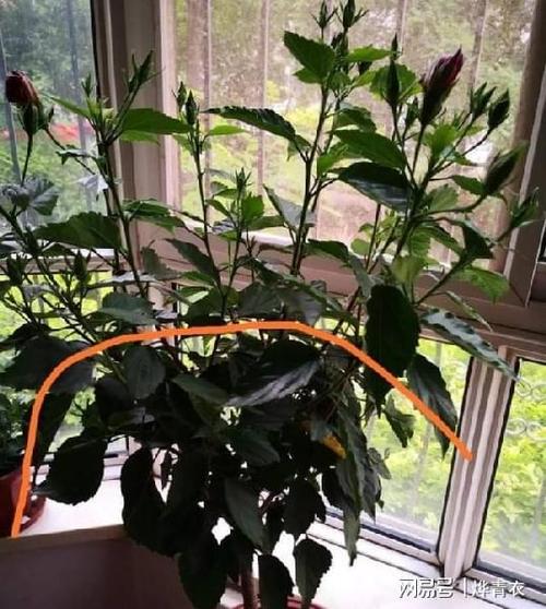 扶桑掉花蕾