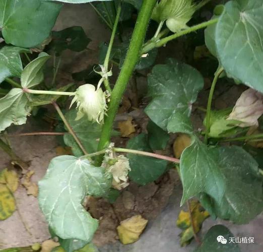 扶桑花落蕾怎么办?扶桑花落蕾的原因及防治办法(图)