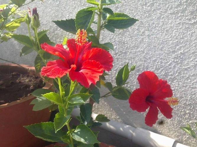 为什么扶桑花老是掉花蕾?