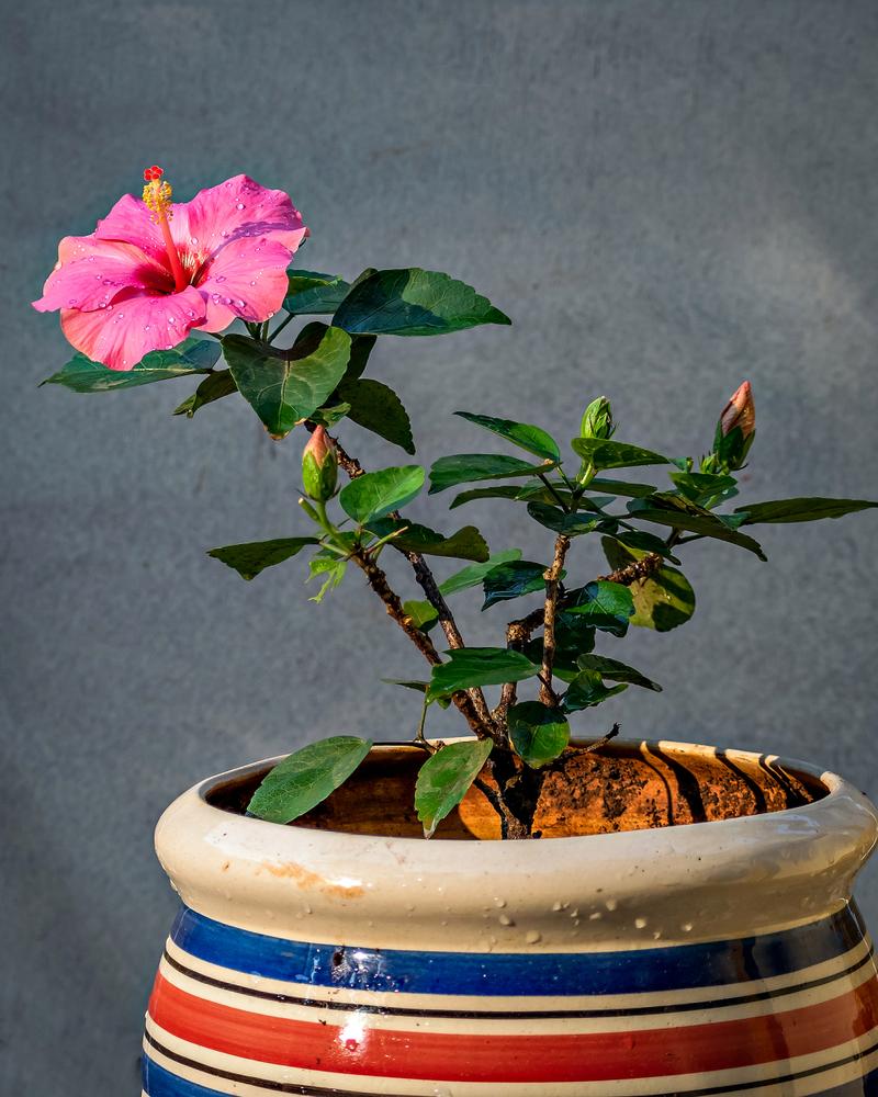 扶桑花掉花蕾的原因及解决办法