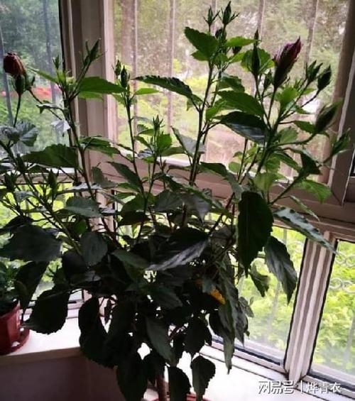 扶桑花掉花蕾的原因以及处理方法