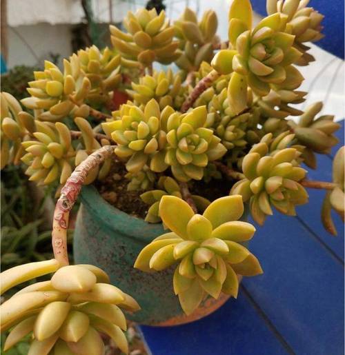 多肉怎么长老桩?