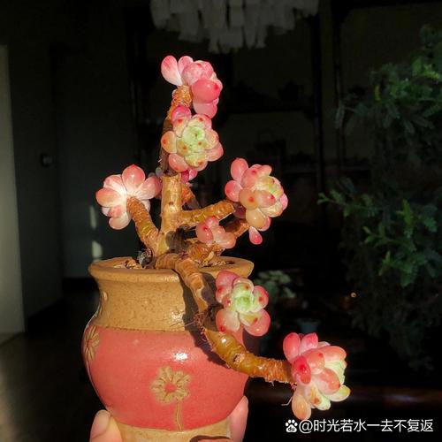 如何把多肉养成老桩